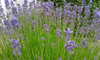 Der Duft von Lavendel - Foto Hildegard Hoffmann